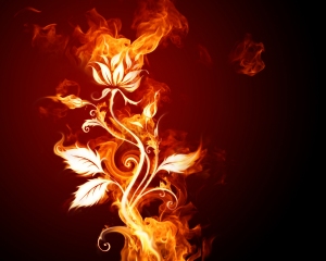 silhouette-of-the-flower-of-fire